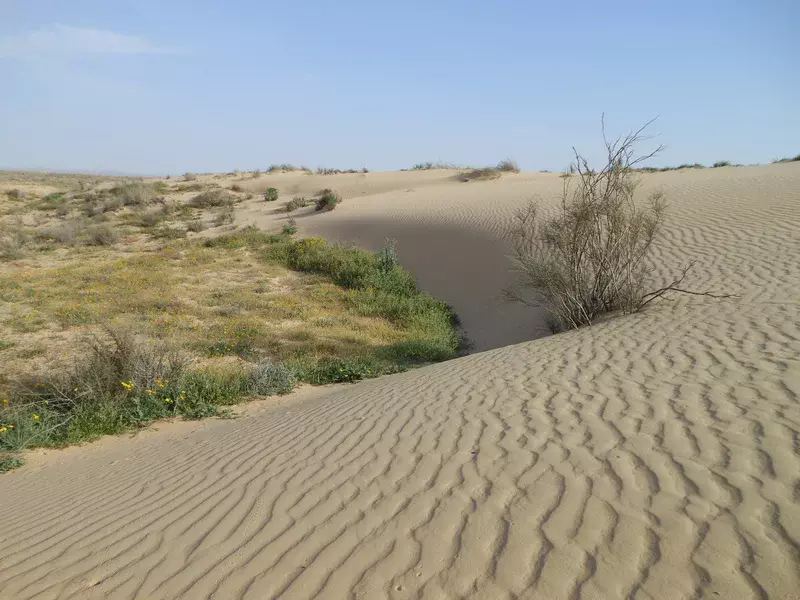 desertification meaning