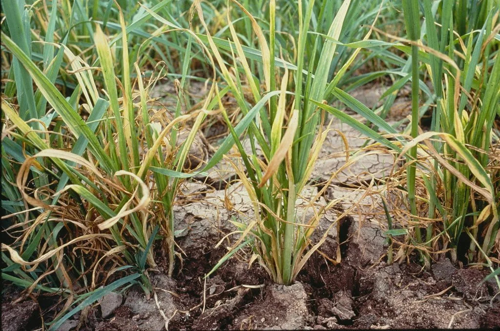 Types of herbicides