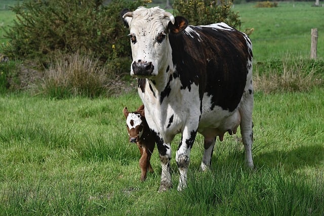 world milk day
world milk day in marathi